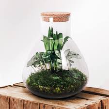 Botanicly Ekodekorationsflaska: Stor Växtterrarium