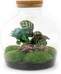 Färdigt Terrarium med Fat Joe Coffea - DIY Set